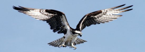 osprey in flight