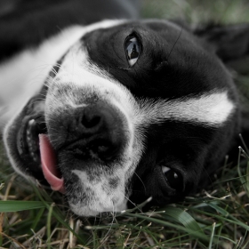 Boston terrier