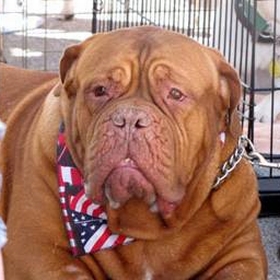 dog at the fair