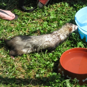 thirsty ferret