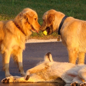 three friends with a tennis ball