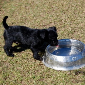 little dog takes a drink