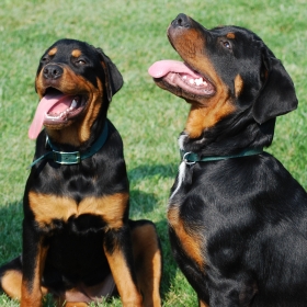 Two Rottweilers