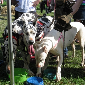 thirsty dogs