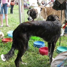 silken windhound